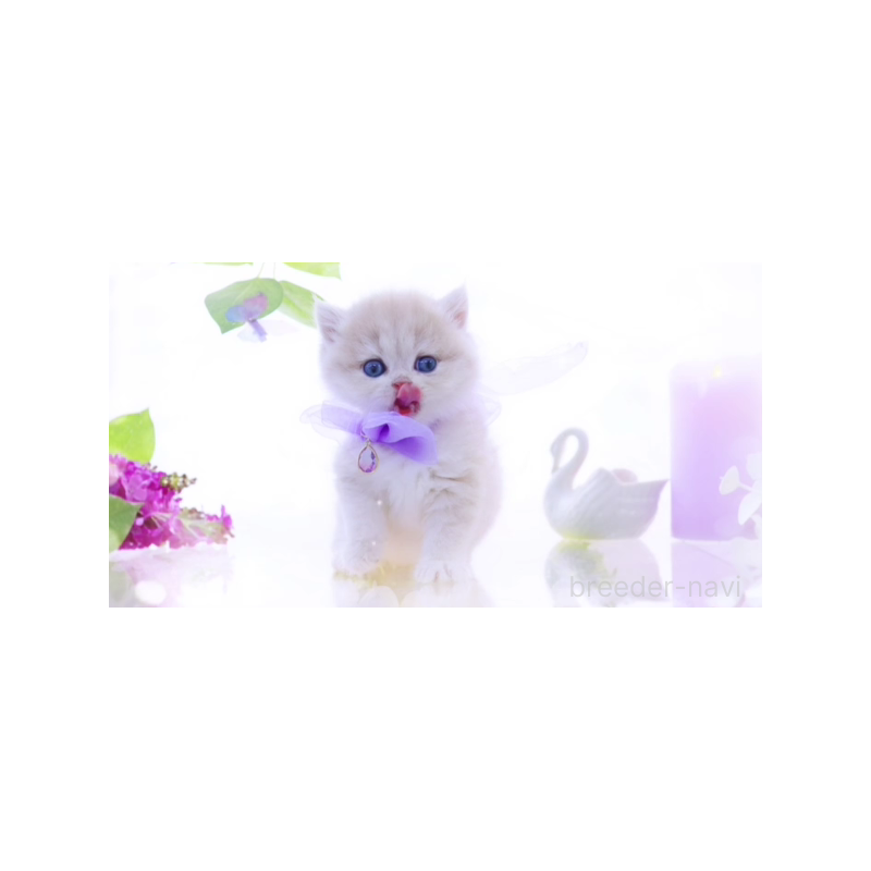 販売中の岐阜県のブリティッシュショートヘア-138595の3枚目