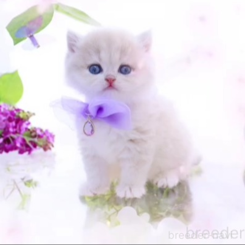 販売中の岐阜県のブリティッシュショートヘア-138595