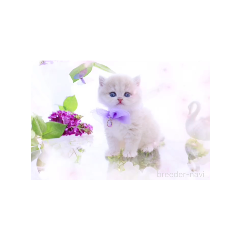 販売中の岐阜県のブリティッシュショートヘア-138595の2枚目