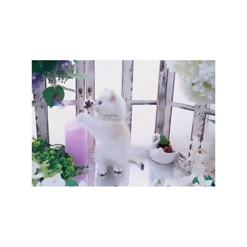 販売中の岐阜県のブリティッシュショートヘア-138596の3枚目