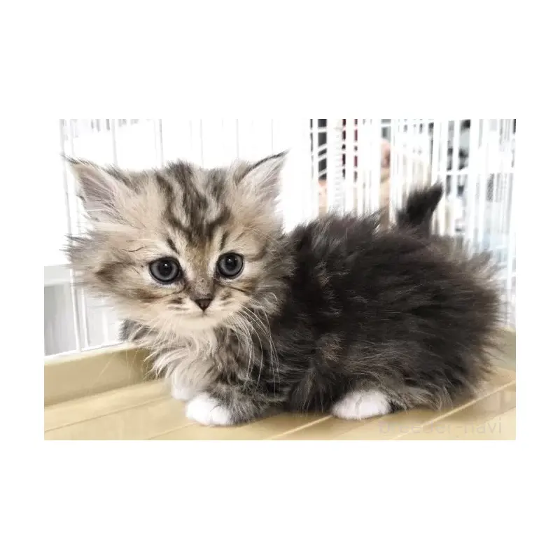 販売中の千葉県のミヌエット(短足)-138597の3枚目