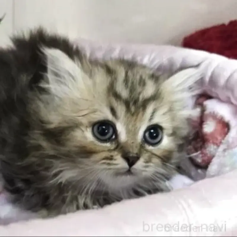 販売中の千葉県のミヌエット(短足)-138597の1枚目