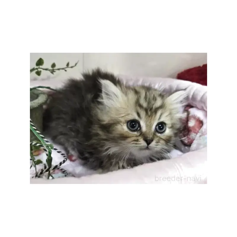 販売中の千葉県のミヌエット(短足)-138597の2枚目