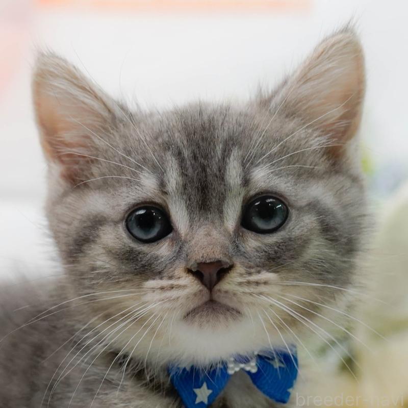 販売中の神奈川県のマンチカン-138598の1枚目