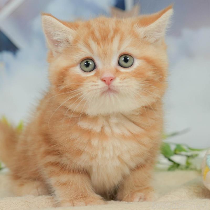 販売中の神奈川県のミヌエット-138601の1枚目