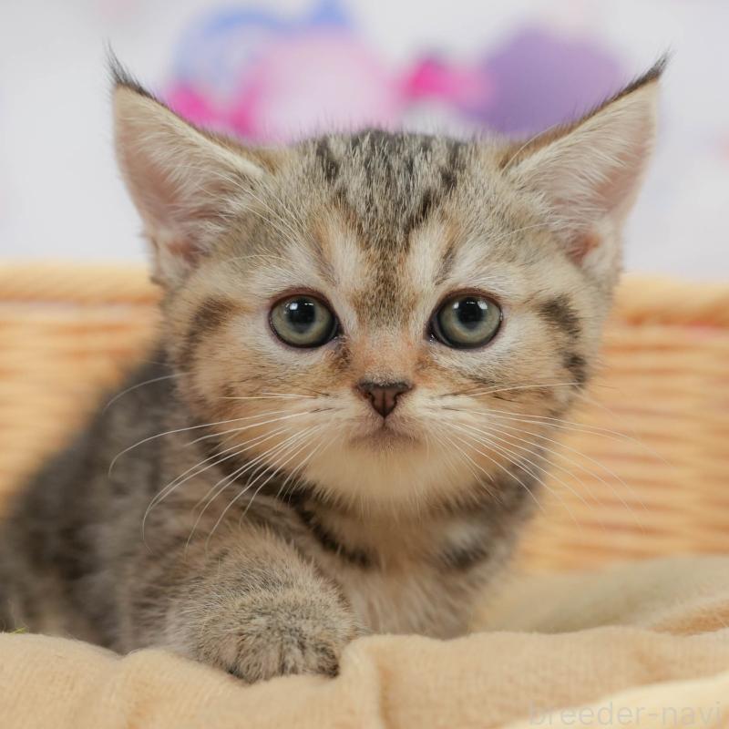 販売中の神奈川県のミヌエット-138603の1枚目