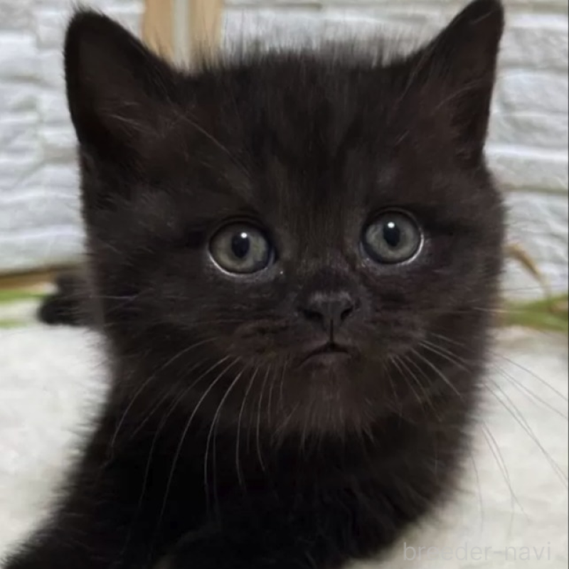 販売中の栃木県のブリティッシュショートヘア-138602の1枚目