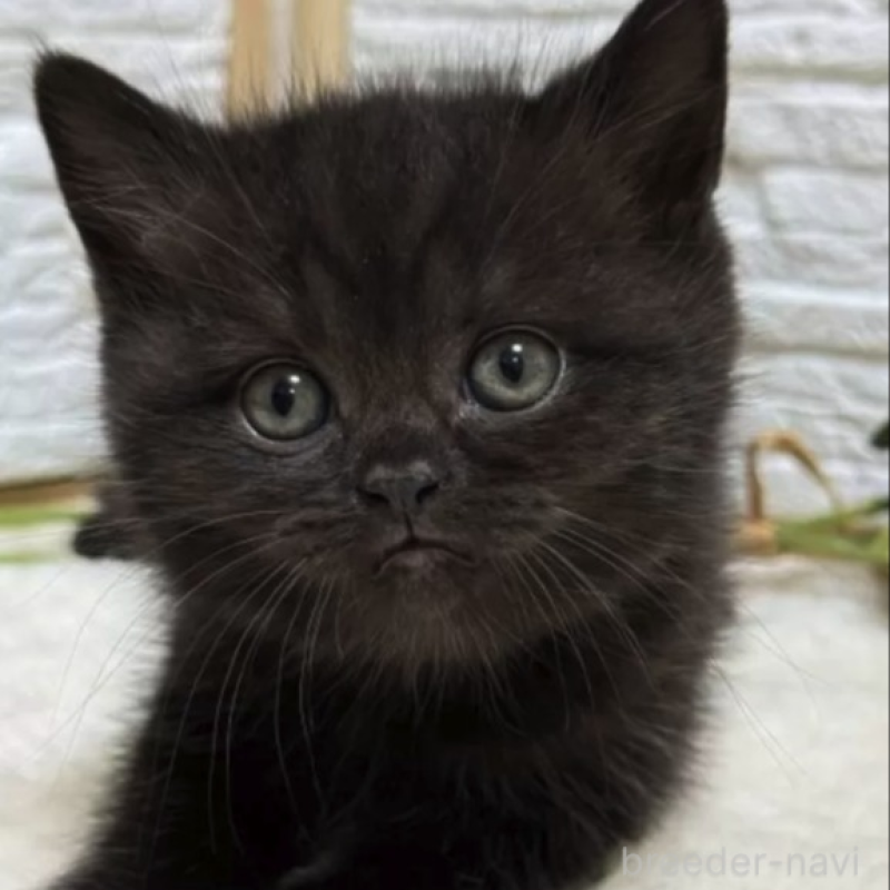 販売中の栃木県のブリティッシュショートヘア-138602の2枚目