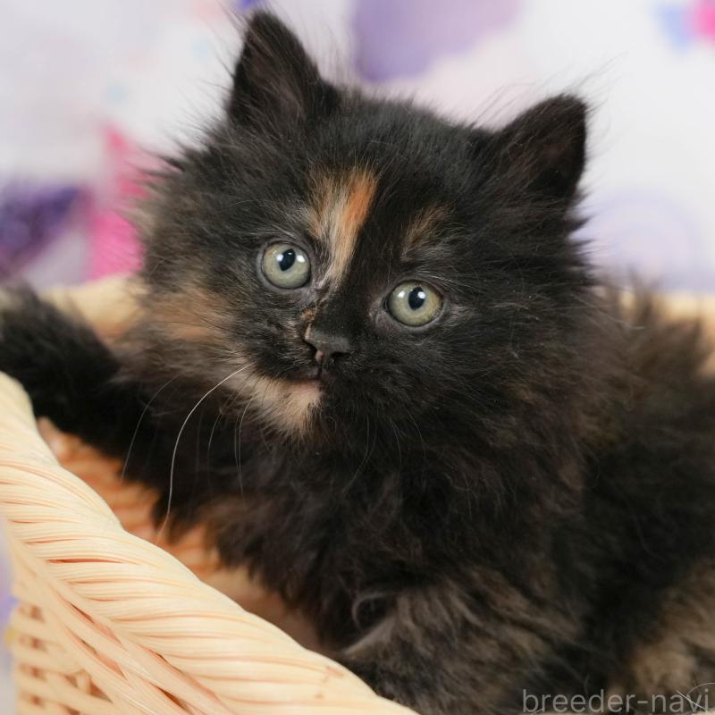 販売中の埼玉県のサイベリアン-138605