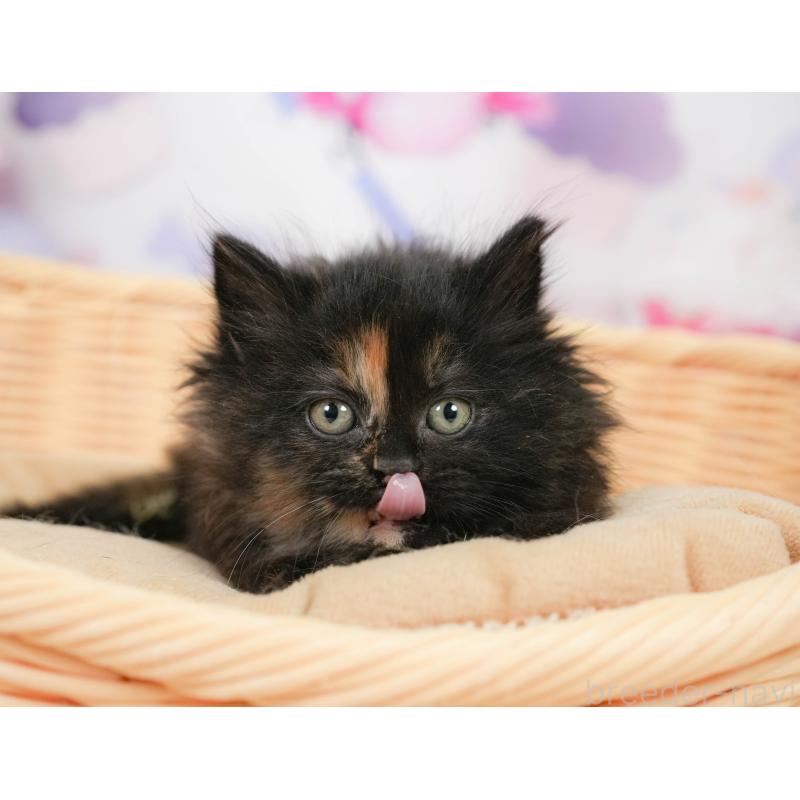 販売中の埼玉県のサイベリアン-138605の11枚目