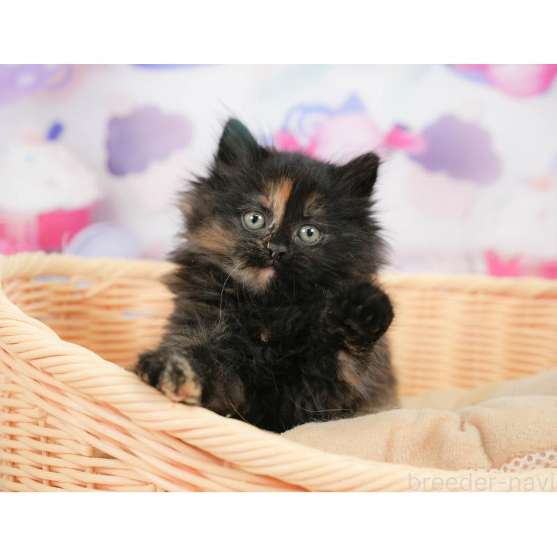 販売中の埼玉県のサイベリアン-138605の10枚目