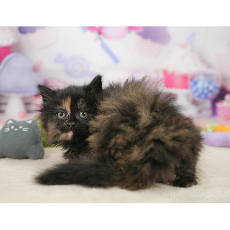 販売中の埼玉県のサイベリアン-138605の9枚目