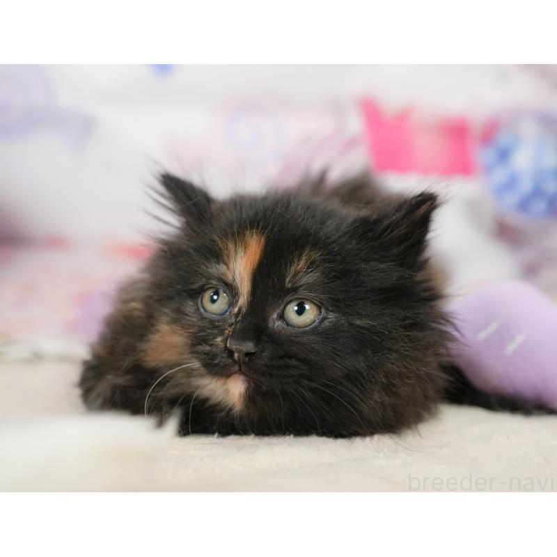 販売中の埼玉県のサイベリアン-138605の7枚目