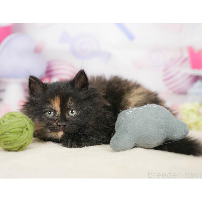 販売中の埼玉県のサイベリアン-138605の6枚目