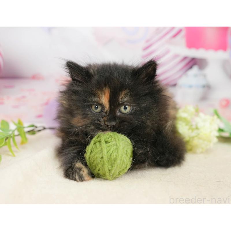 販売中の埼玉県のサイベリアン-138605の5枚目