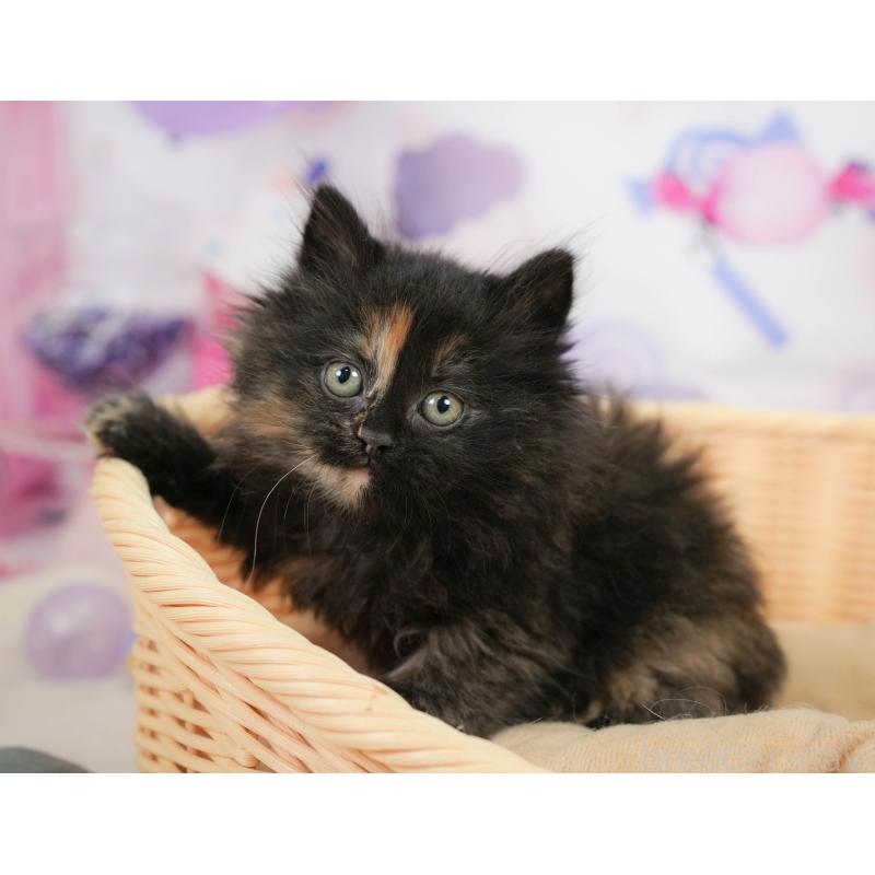 販売中の埼玉県のサイベリアン-138605の4枚目