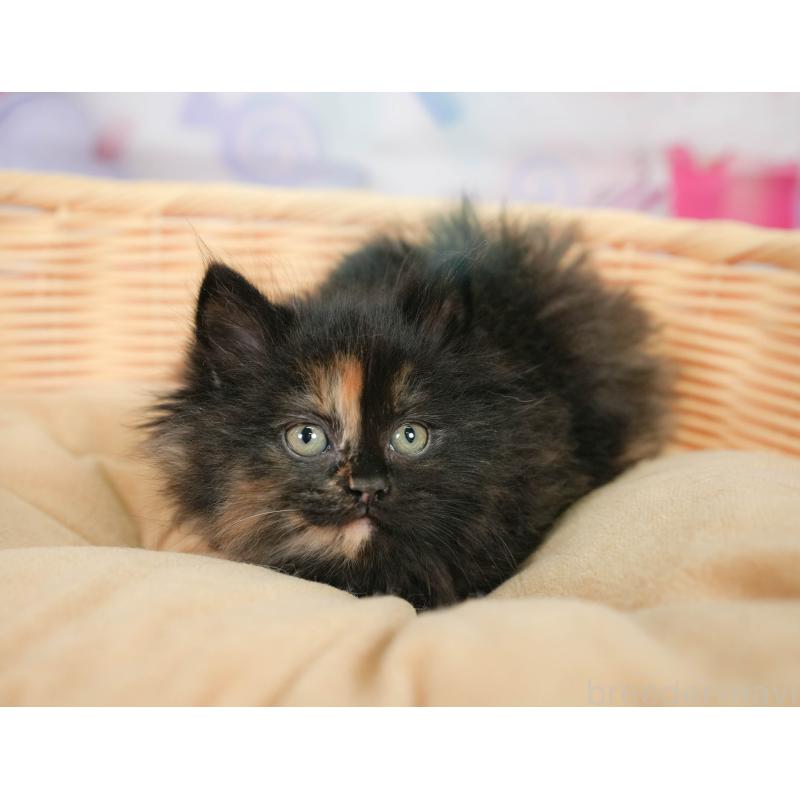 販売中の埼玉県のサイベリアン-138605の3枚目