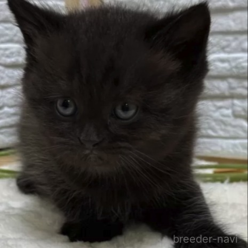 販売中の栃木県のブリティッシュショートヘア-138604の2枚目