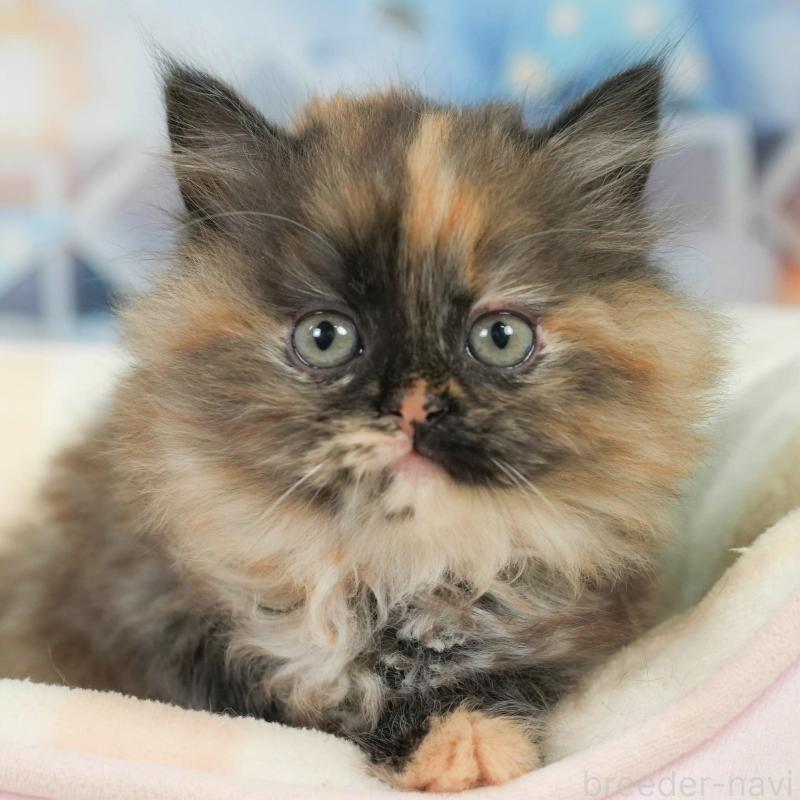 販売中の埼玉県のサイベリアン-138607