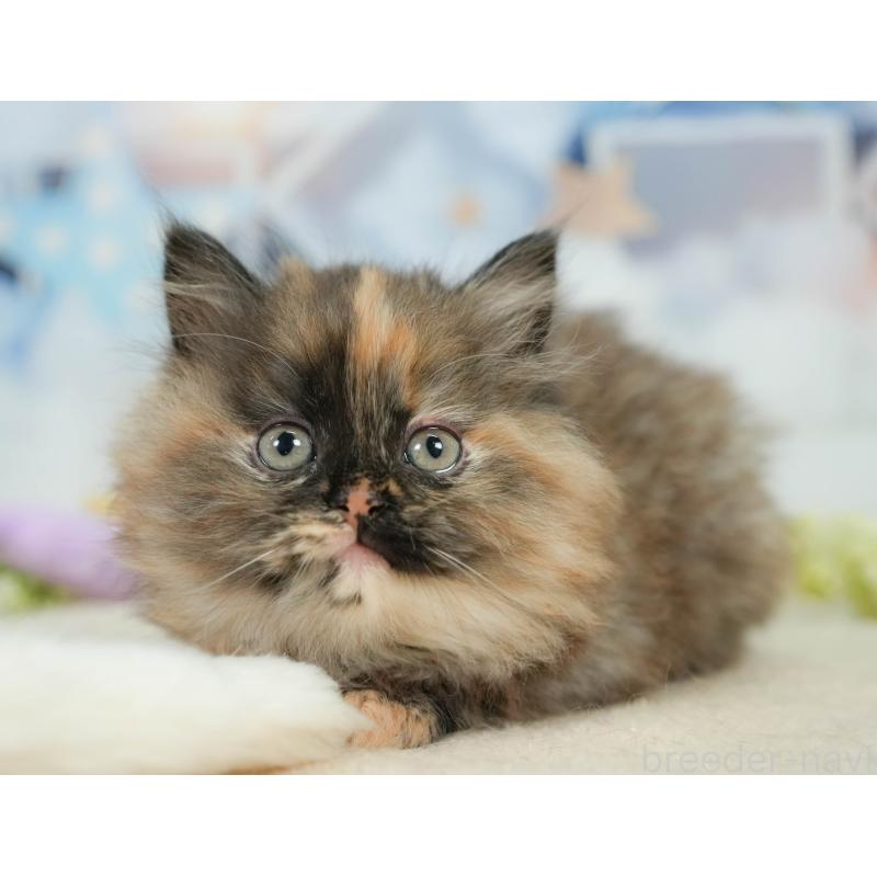 販売中の埼玉県のサイベリアン-138607の11枚目