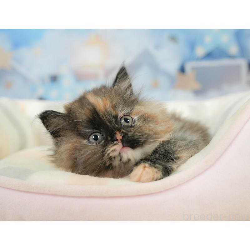 販売中の埼玉県のサイベリアン-138607の10枚目