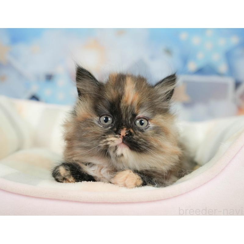 販売中の埼玉県のサイベリアン-138607の9枚目