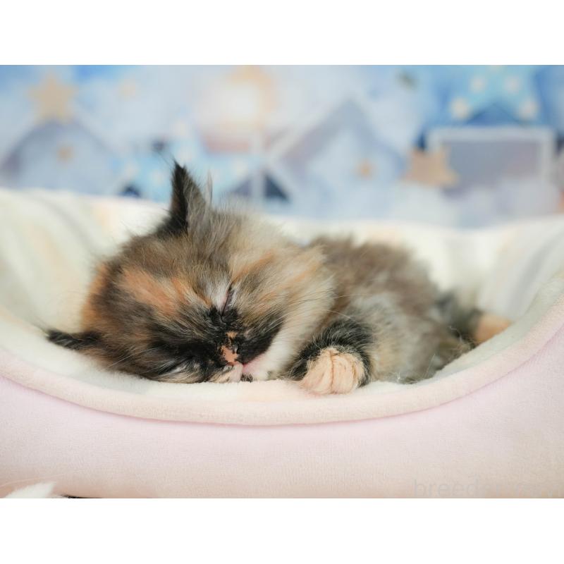 販売中の埼玉県のサイベリアン-138607の8枚目