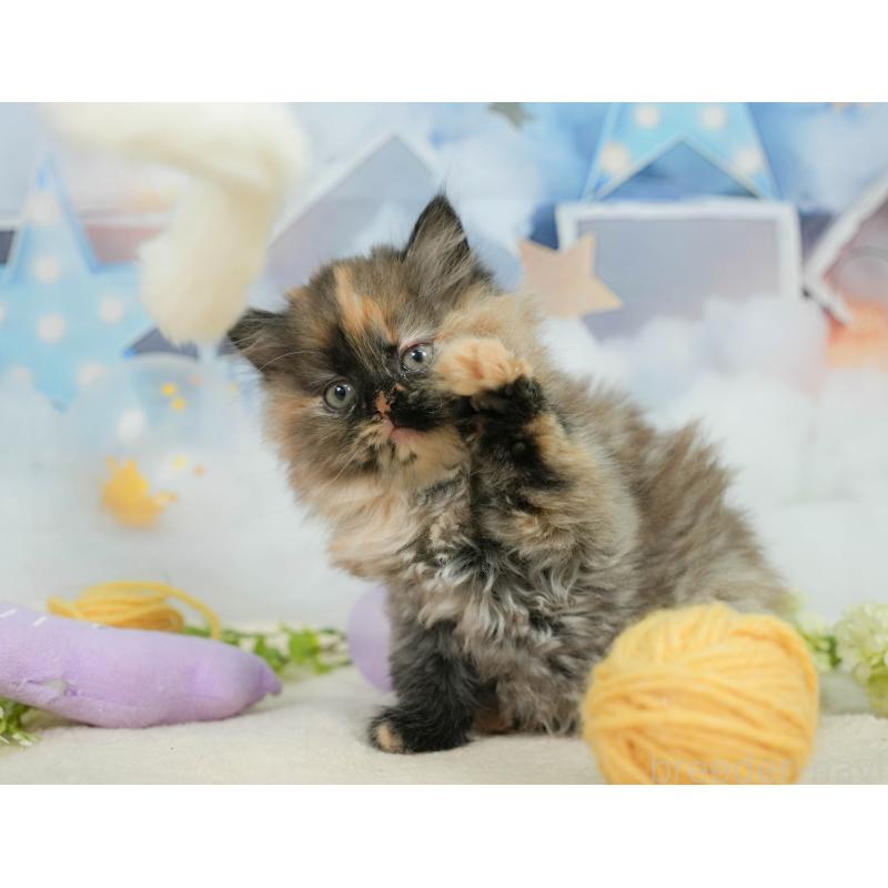 販売中の埼玉県のサイベリアン-138607の7枚目