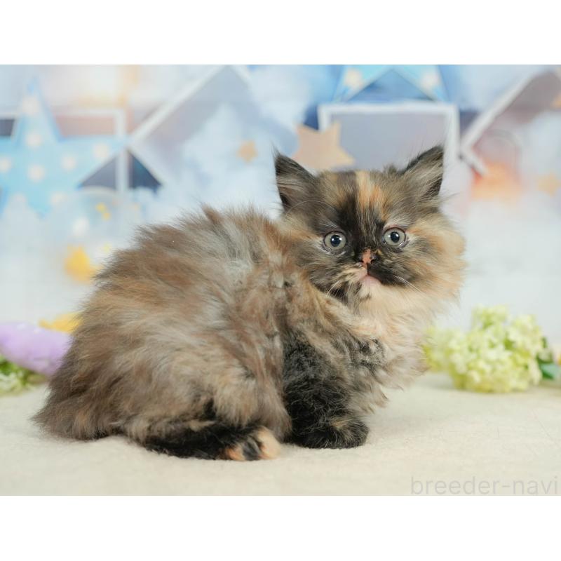 販売中の埼玉県のサイベリアン-138607の6枚目