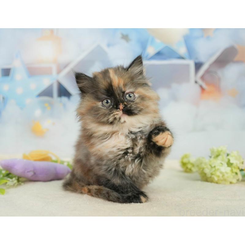 販売中の埼玉県のサイベリアン-138607の4枚目