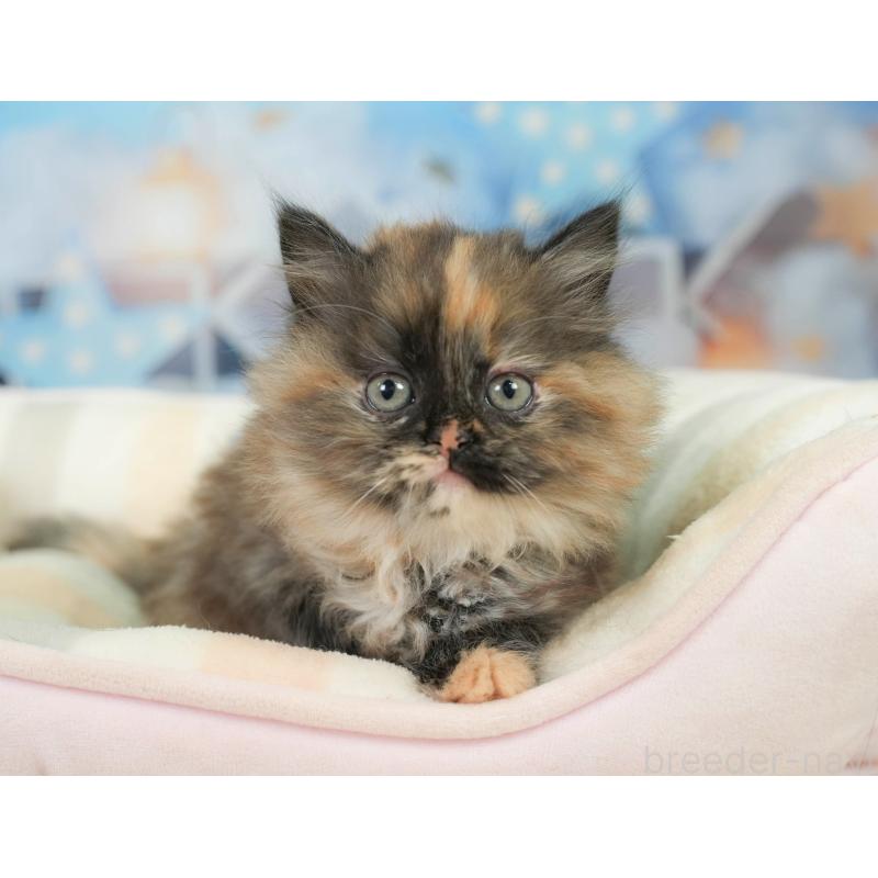 販売中の埼玉県のサイベリアン-138607の3枚目