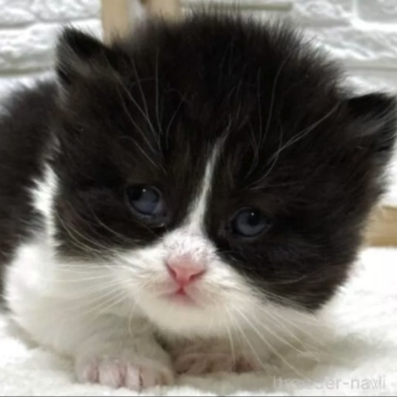 販売中の栃木県のブリティッシュロングヘア-138609