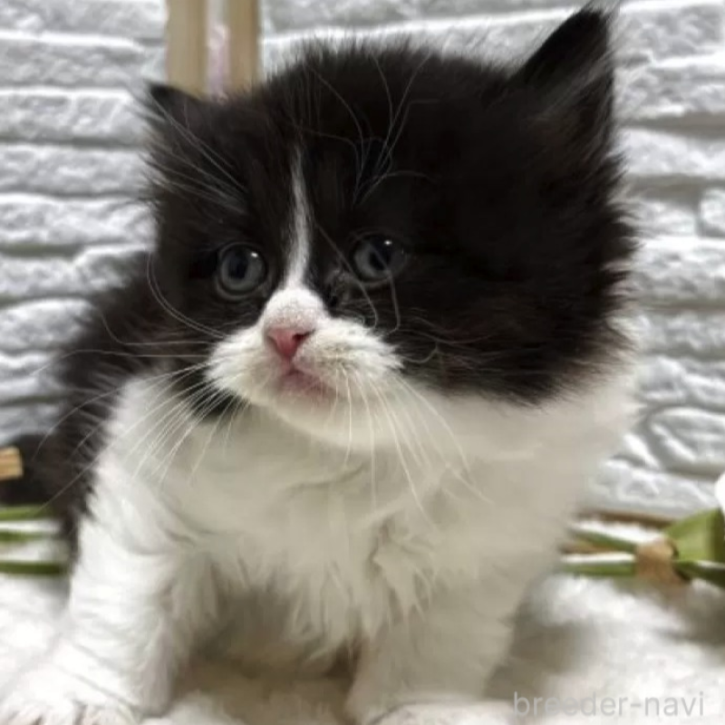 販売中の栃木県のブリティッシュロングヘア-138609の2枚目