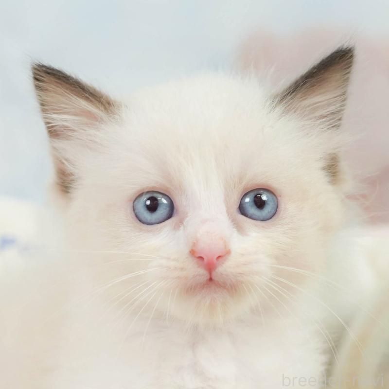 販売中の神奈川県のラグドール-138610の1枚目