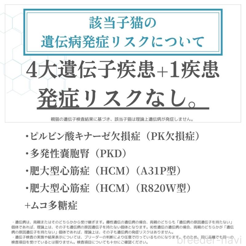 販売中の神奈川県のラグドール-138610の4枚目
