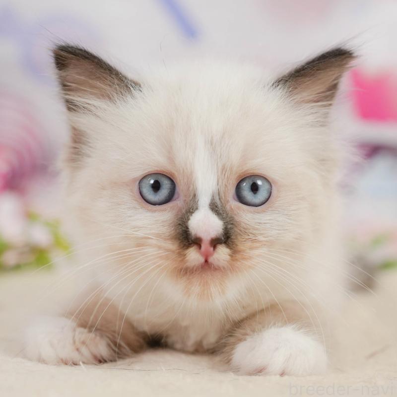 販売中の神奈川県のラグドール-138612の1枚目