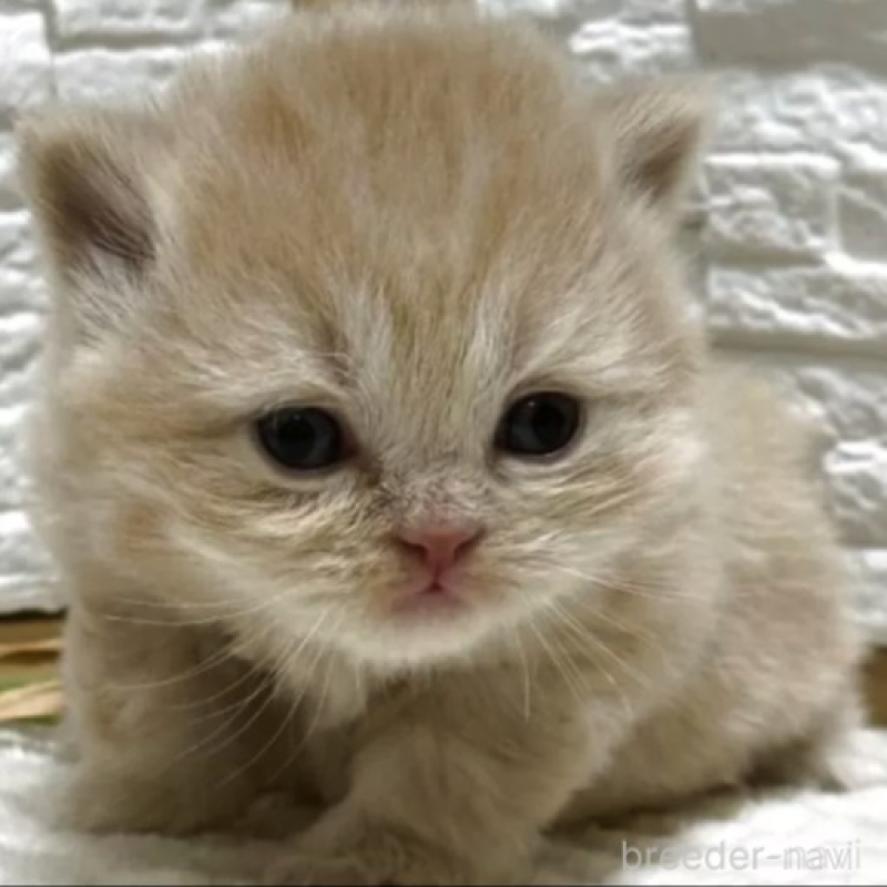 販売中の栃木県のブリティッシュロングヘア-138611の2枚目