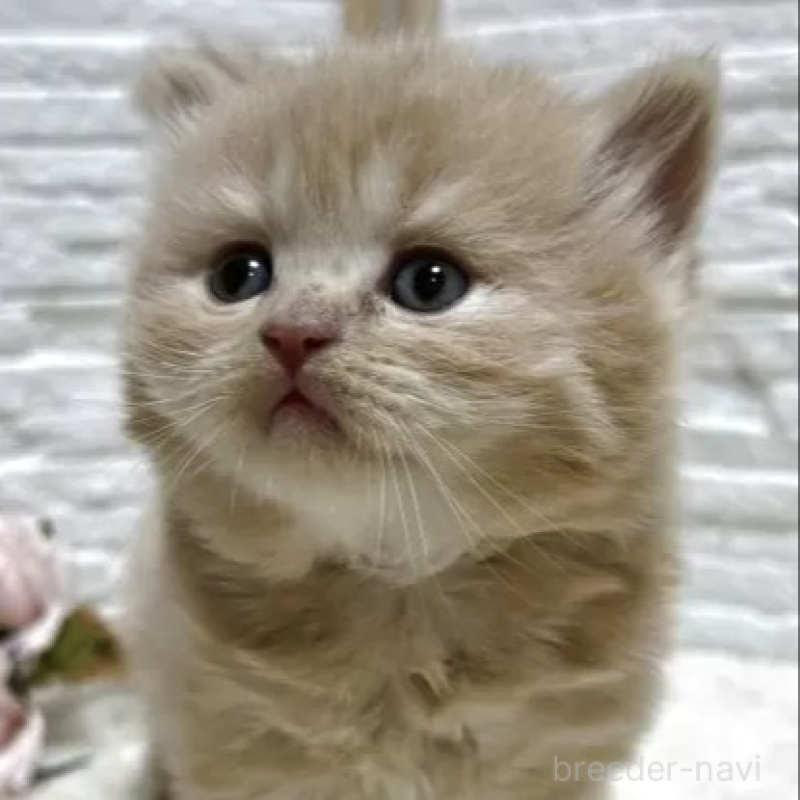 販売中の栃木県のブリティッシュロングヘア-138611