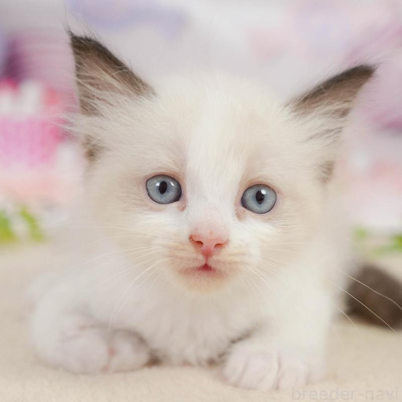 販売中の神奈川県のラグドール-138613の1枚目