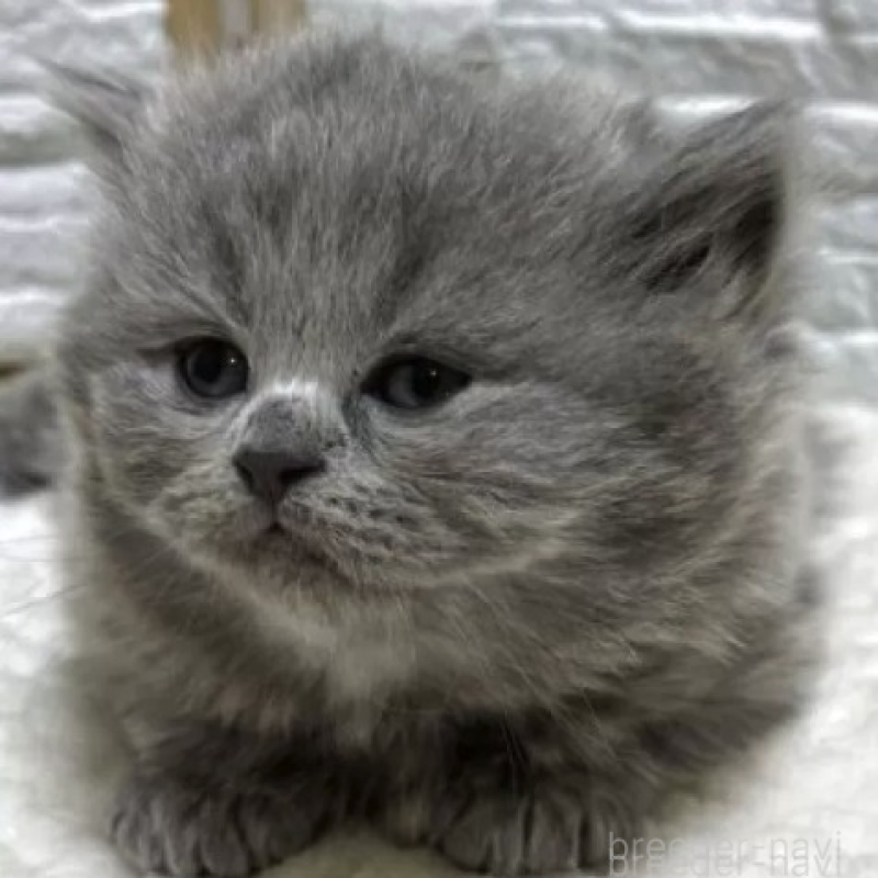 販売中の栃木県のブリティッシュロングヘア-138614の2枚目