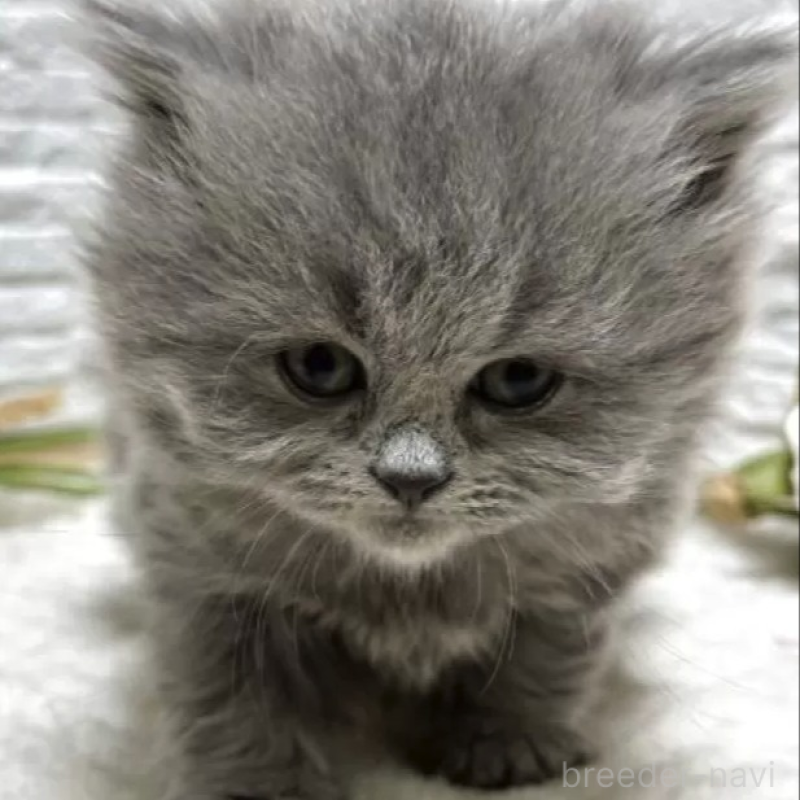 販売中の栃木県のブリティッシュロングヘア-138614