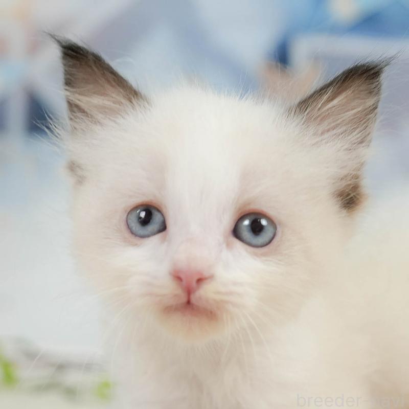 販売中の神奈川県のラグドール-138615