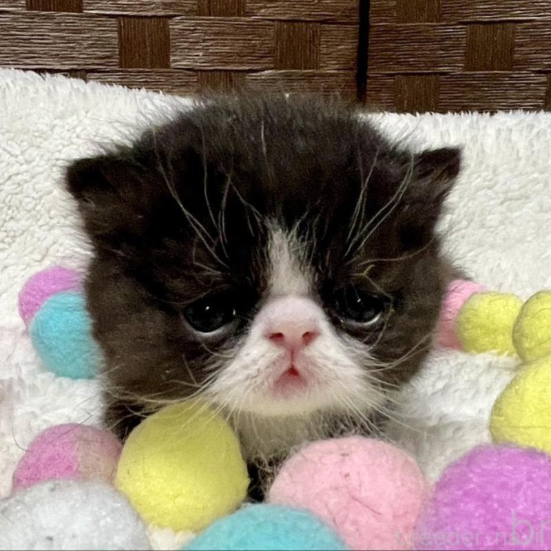 販売中の愛知県のエキゾチックショートヘア-138617の8枚目