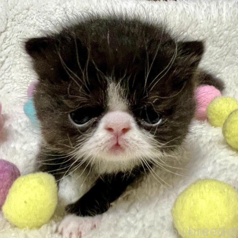 販売中の愛知県のエキゾチックショートヘア-138617の7枚目