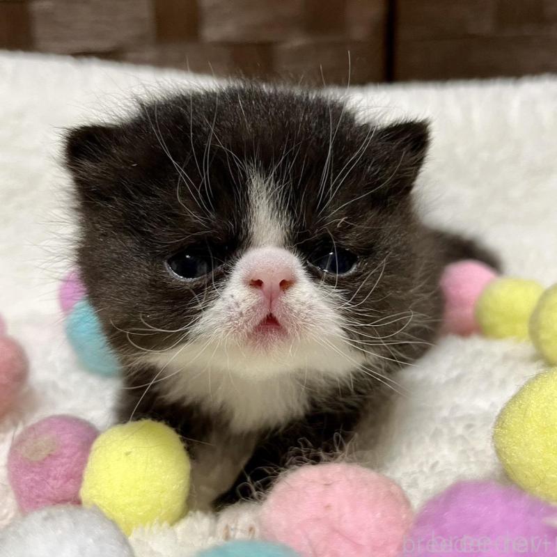 販売中の愛知県のエキゾチックショートヘア-138617の6枚目