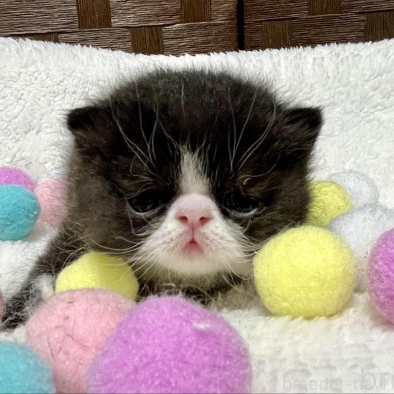 販売中の愛知県のエキゾチックショートヘア-138617の5枚目