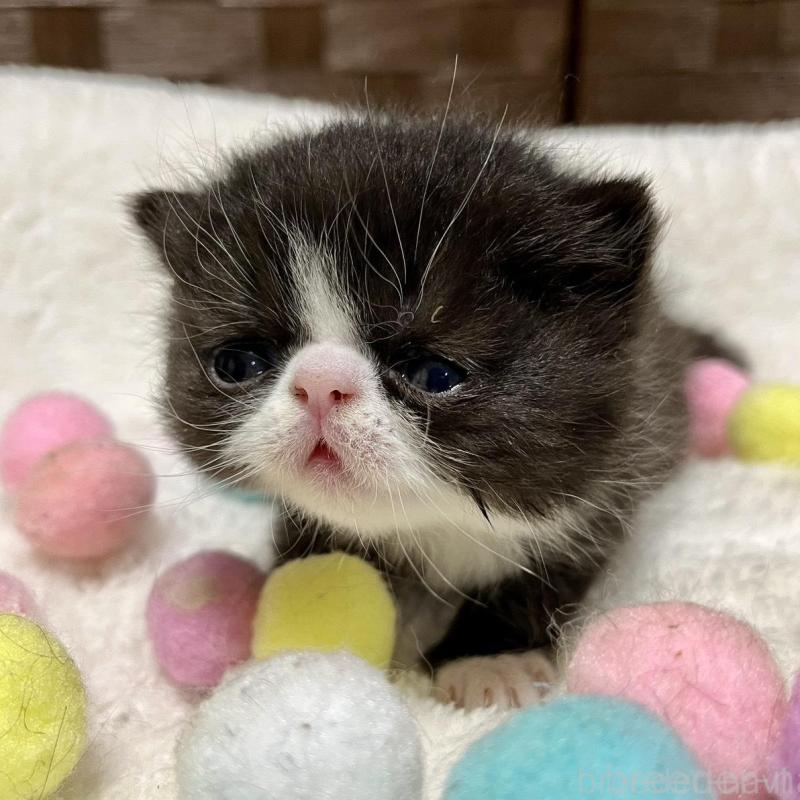 販売中の愛知県のエキゾチックショートヘア-138617の4枚目