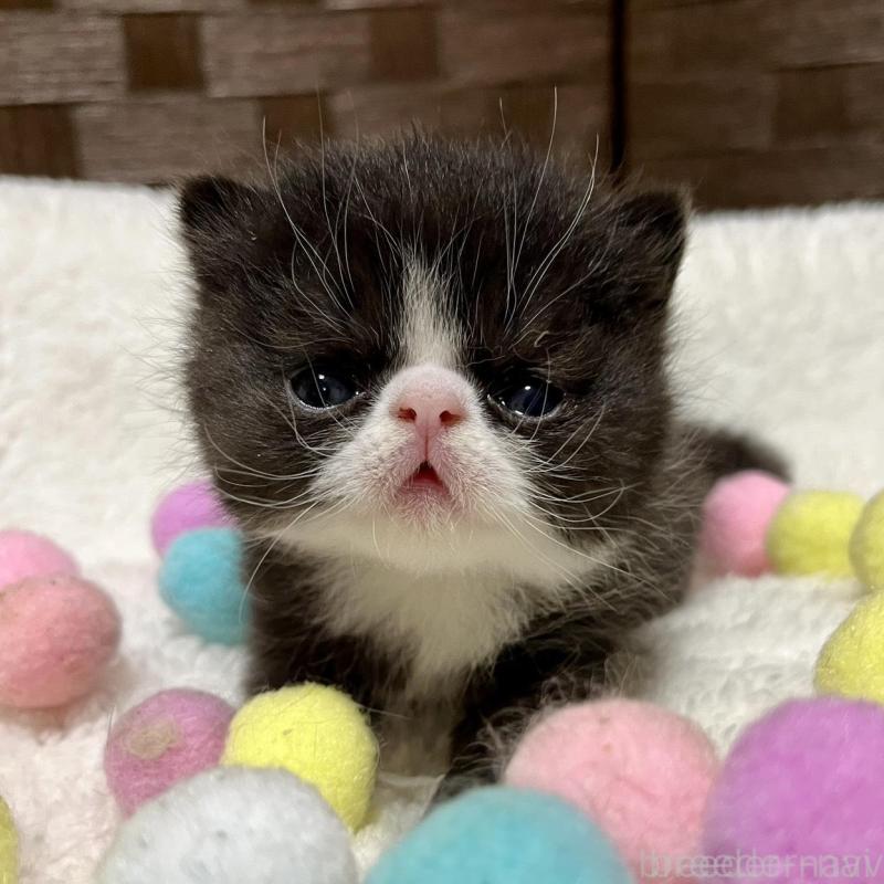 販売中の愛知県のエキゾチックショートヘア-138617の1枚目