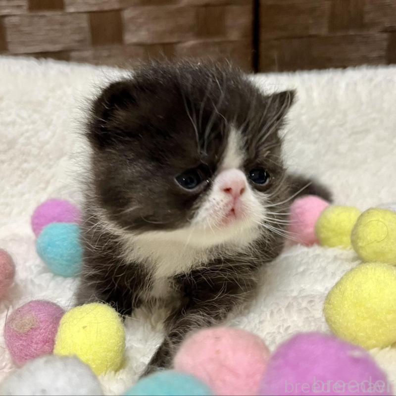 販売中の愛知県のエキゾチックショートヘア-138617の3枚目