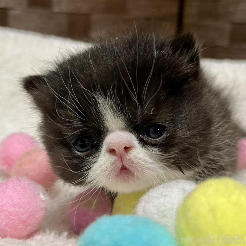 販売中の愛知県のエキゾチックショートヘア-138617の2枚目